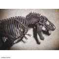 alt="Bandai 5061800 - 1/32 Tyrannosaurus (Imaginary Skeleton)" title="Bandai 5061800 - 1/32 Tyrannosaurus (Imaginary Skeleton)"